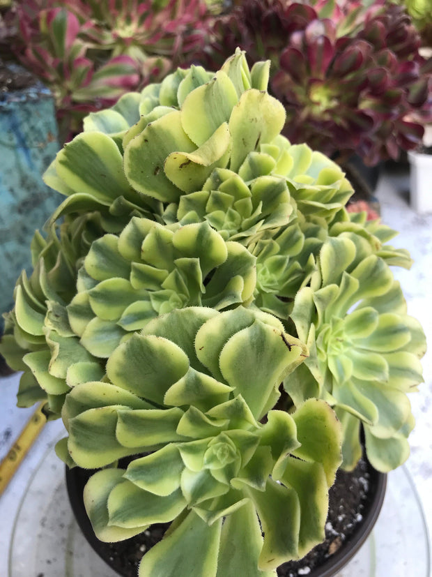 Aeonium Jasper cluster tree. New Variety. Photos taken 9-29-23. Rare Aeonium