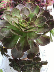 Aeonium Big Bang cluster tree. Photos taken 9-30-23. Rare Aeonium
