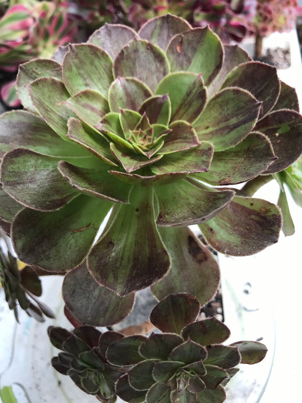 Aeonium Big Bang cluster tree. Photos taken 9-30-23. Rare Aeonium