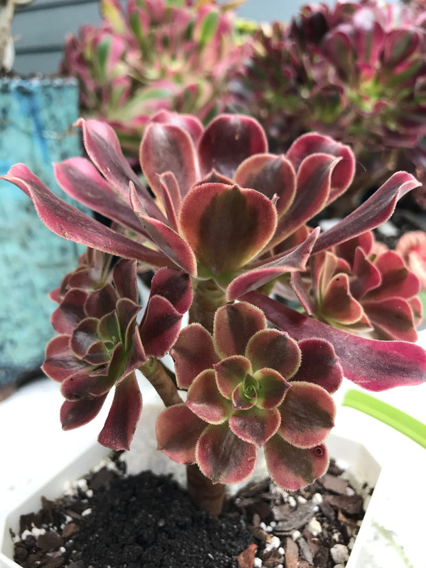Aeonium Medusa cluster. Photos taken 9-30-23. Rare Aeonium