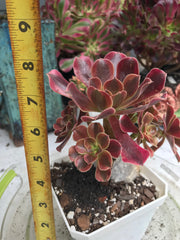 Aeonium Medusa cluster. Photos taken 9-30-23. Rare Aeonium