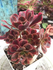 Aeonium Medusa cluster. Photos taken 9-30-23. Rare Aeonium