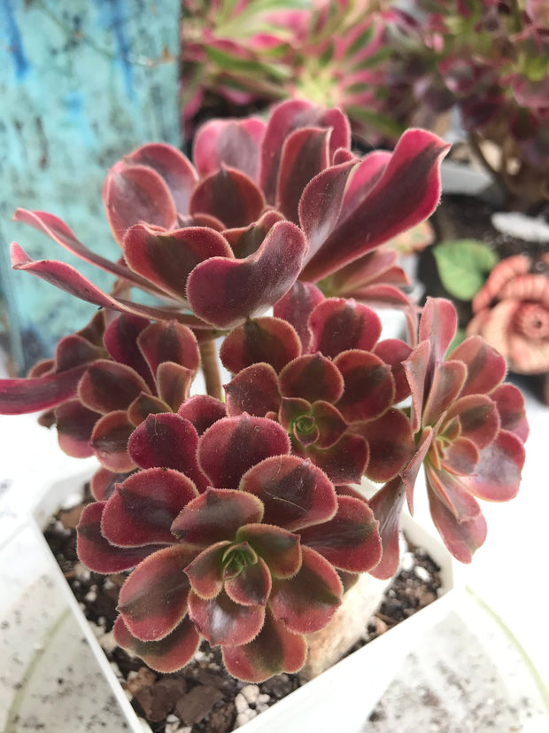 Aeonium Medusa cluster. Photos taken 9-30-23. Rare Aeonium