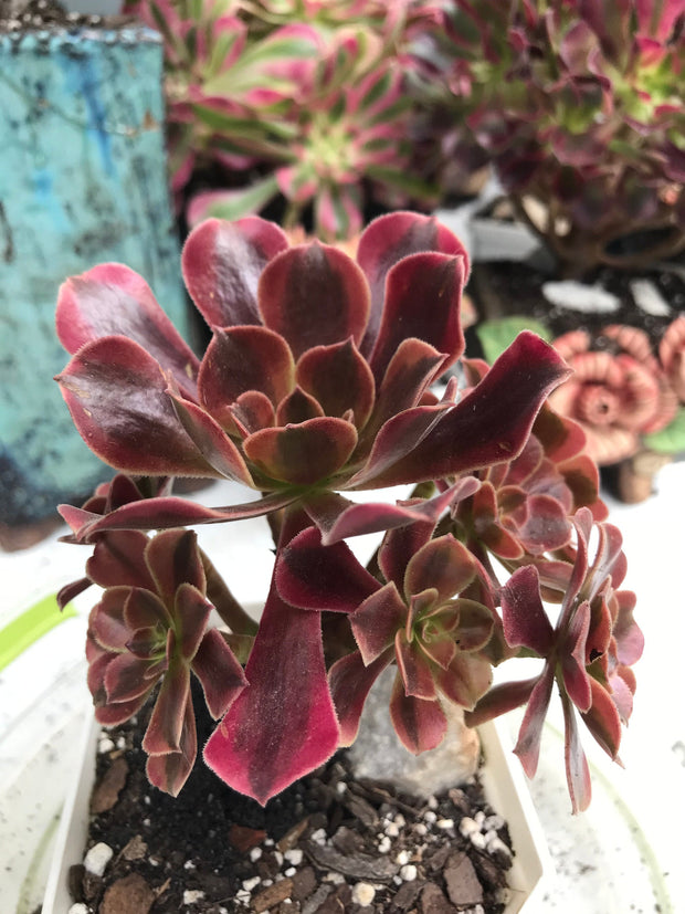 Aeonium Medusa cluster. Photos taken 9-30-23. Rare Aeonium