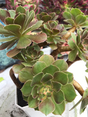 Aeonium Luoshen cluster. Photos taken 9-30-23. Rare Aeonium