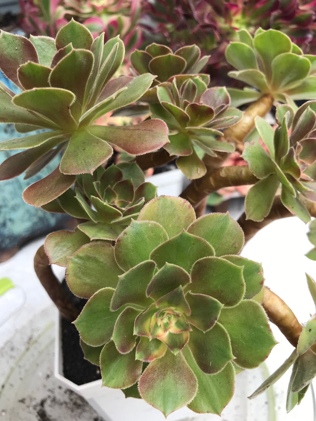 Aeonium Luoshen cluster. Photos taken 9-30-23. Rare Aeonium