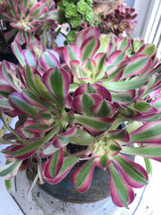 Aeonium huge pink witch cluster tree. Photos taken 9-30-23. Rare Aeonium