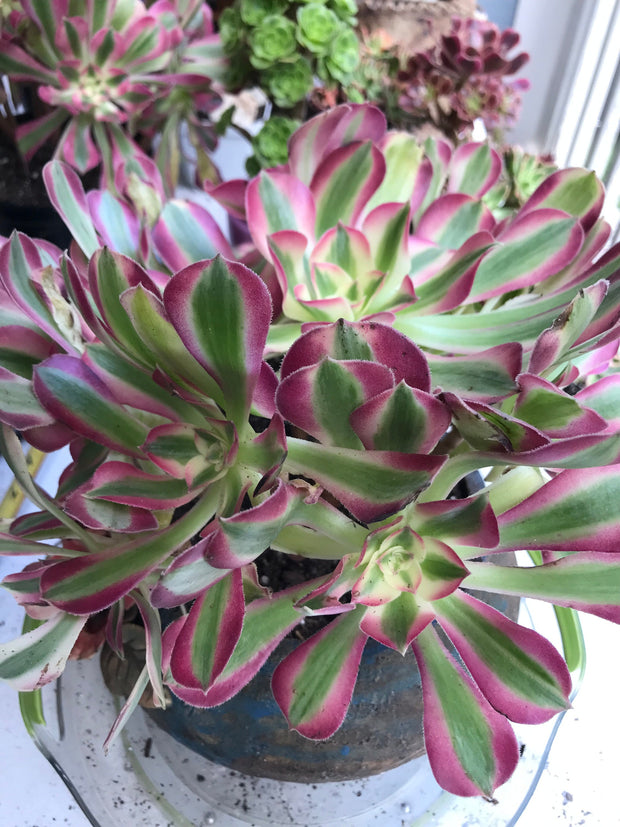 Aeonium huge pink witch cluster tree. Photos taken 9-30-23. Rare Aeonium