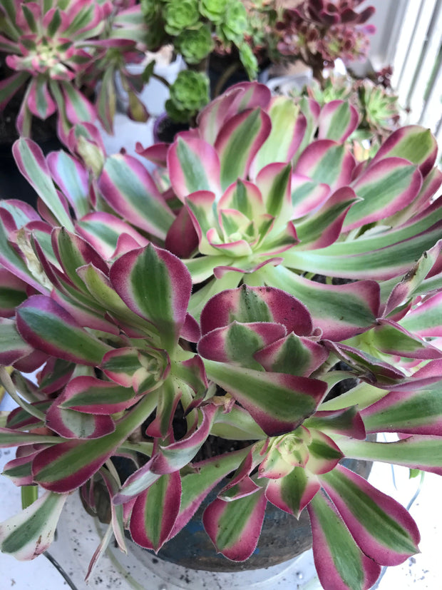 Aeonium huge pink witch cluster tree. Photos taken 9-30-23. Rare Aeonium