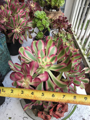 Aeonium huge pink witch cluster tree. Photos taken 9-30-23. Rare Aeonium