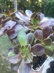 Aeonium Big Bang cluster tree. Rare find. Photos taken 9-30-23. Rare Aeonium