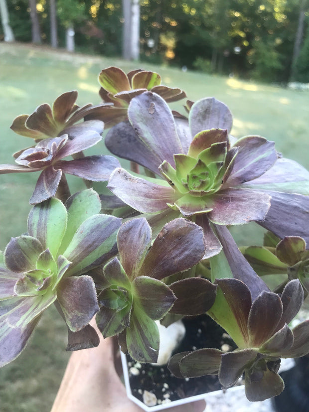 Aeonium Big Bang cluster tree. Rare find. Photos taken 9-30-23. Rare Aeonium