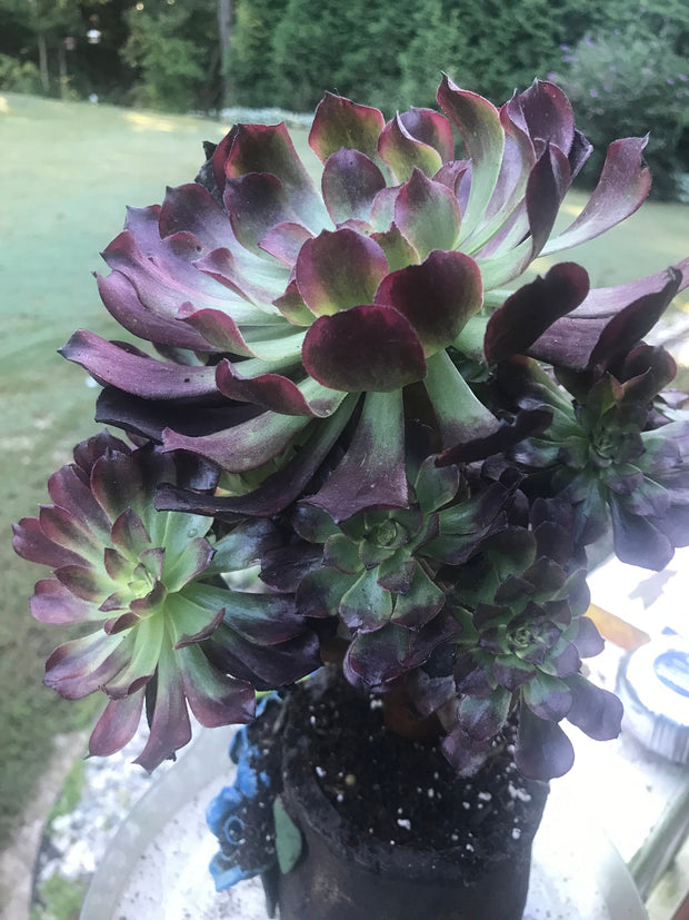Aeonium Dark Princess cluster tree. Very rare. Photos taken 9-30-23. Rare Aeonium