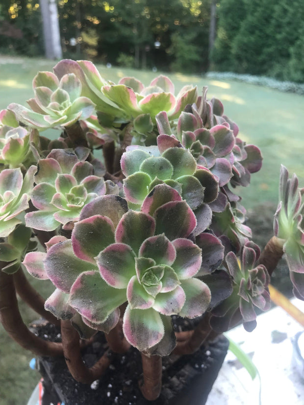 Aeonium Anna cluster tree. Rare find. Photos taken 10-1-23. Rare Aeonium