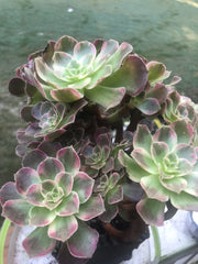Aeonium Anna cluster tree. Rare find. Photos taken 10-1-23. Rare Aeonium