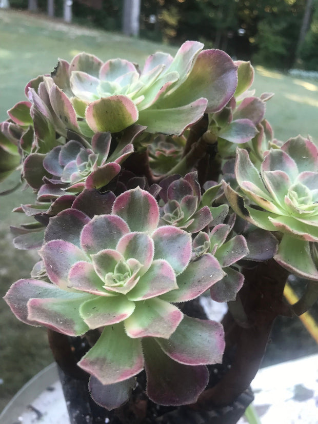 Aeonium Anna cluster tree. Rare find. Photos taken 10-1-23. Rare Aeonium