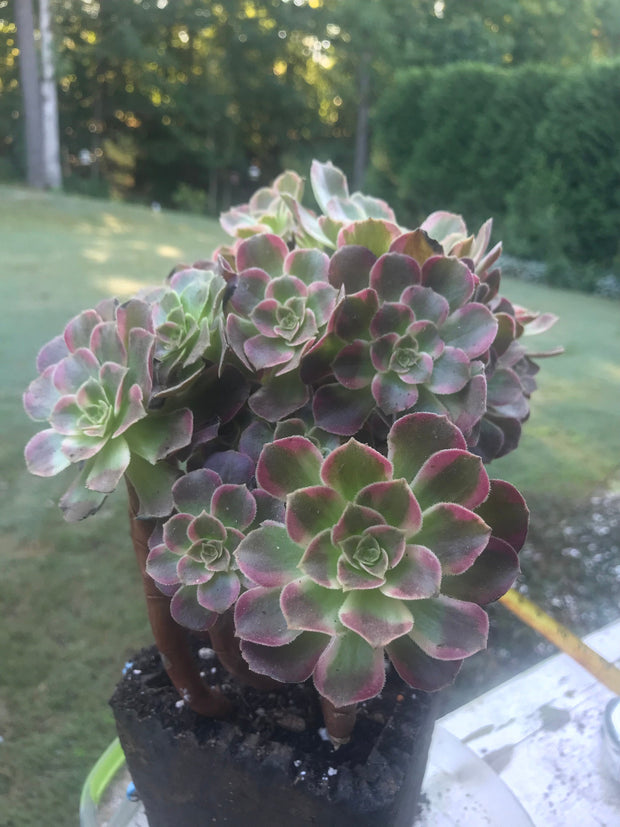 Aeonium Anna cluster tree. Rare find. Photos taken 10-1-23. Rare Aeonium