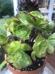 Aeonium Halloween Milky White cluster tree. Photos taken 10-1-23. Rare Aeonium