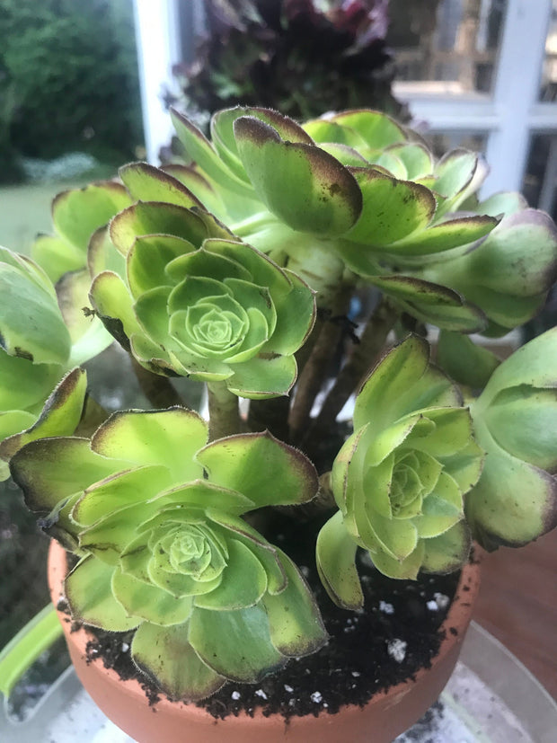Aeonium Halloween Milky White cluster tree. Photos taken 10-1-23. Rare Aeonium