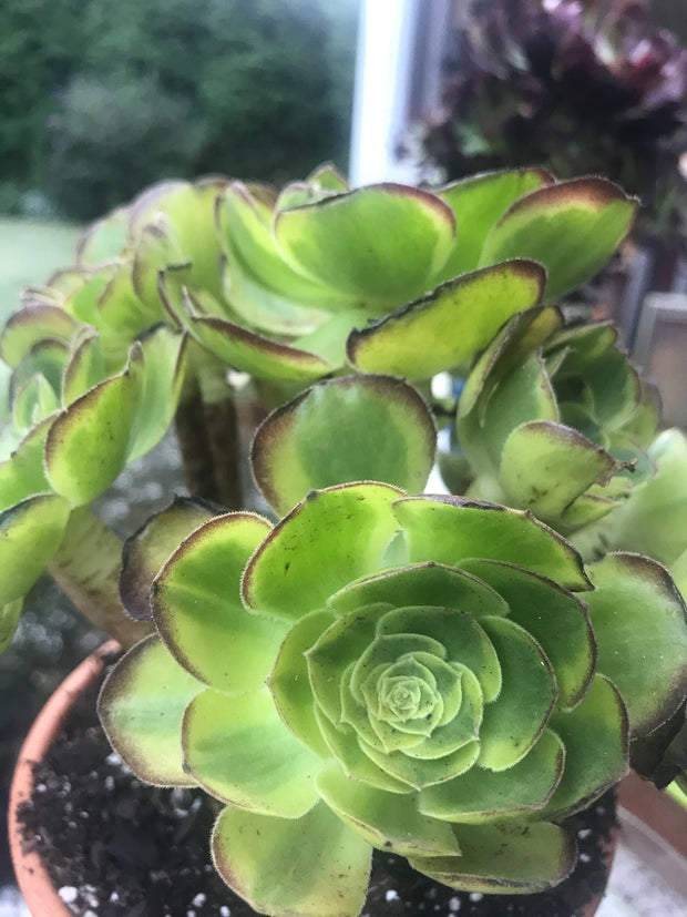Aeonium Halloween Milky White cluster tree. Photos taken 10-1-23. Rare Aeonium