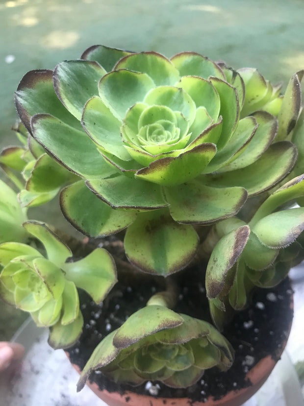 Aeonium Halloween Milky White cluster tree. Photos taken 10-1-23. Rare Aeonium