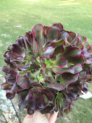 Aeonium Medusa huge cluster tree. Perfect bouquet shape cluster. Photos taken 10-2-23. Rare Aeonium