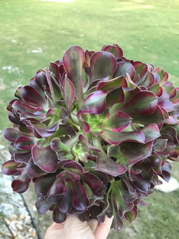 Aeonium Medusa huge cluster tree. Perfect bouquet shape cluster. Photos taken 10-2-23. Rare Aeonium