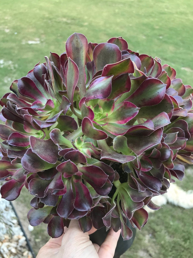 Aeonium Medusa huge cluster tree. Perfect bouquet shape cluster. Photos taken 10-2-23. Rare Aeonium