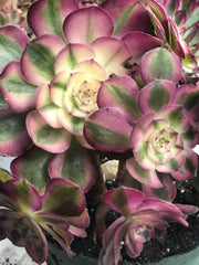 Aeonium Allure  cluster tree. Photos taken 10-1-23. Rare Aeonium