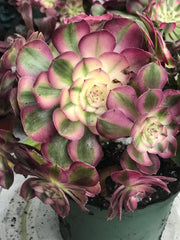 Aeonium Allure  cluster tree. Photos taken 10-1-23. Rare Aeonium