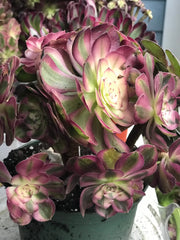 Aeonium Allure  cluster tree. Photos taken 10-1-23. Rare Aeonium