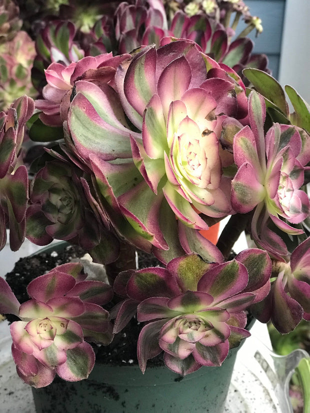 Aeonium Allure  cluster tree. Photos taken 10-1-23. Rare Aeonium