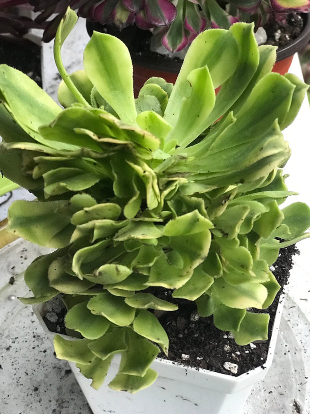 Aeonium Jasper cluster tree. New Variety. Photos taken 10-2-23. Rare Aeonium
