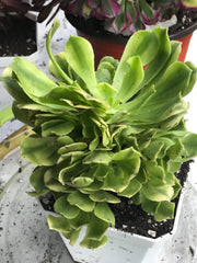 Aeonium Jasper cluster tree. New Variety. Photos taken 10-2-23. Rare Aeonium