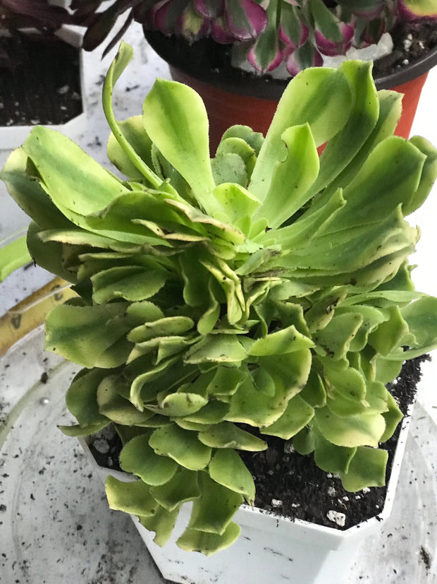 Aeonium Jasper cluster tree. New Variety. Photos taken 10-2-23. Rare Aeonium