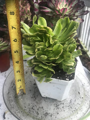 Aeonium Jasper cluster tree. New Variety. Photos taken 10-2-23. Rare Aeonium