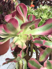 Aeonium medium pink witch cluster tree. Photos taken 10-2-23. Rare Aeonium
