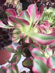 Aeonium medium pink witch cluster tree. Photos taken 10-2-23. Rare Aeonium