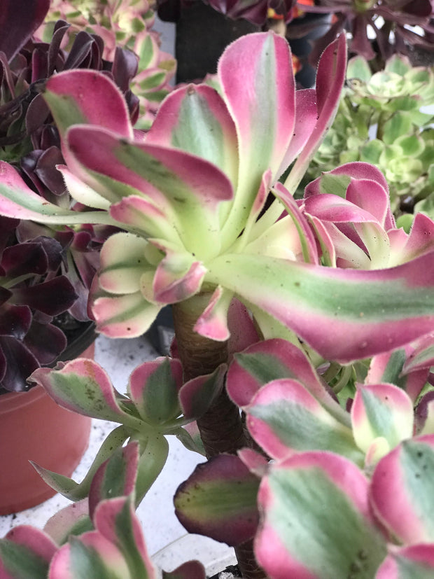 Aeonium medium pink witch cluster tree. Photos taken 10-2-23. Rare Aeonium