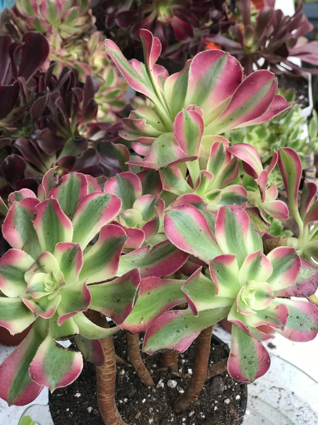 Aeonium medium pink witch cluster tree. Photos taken 10-2-23. Rare Aeonium