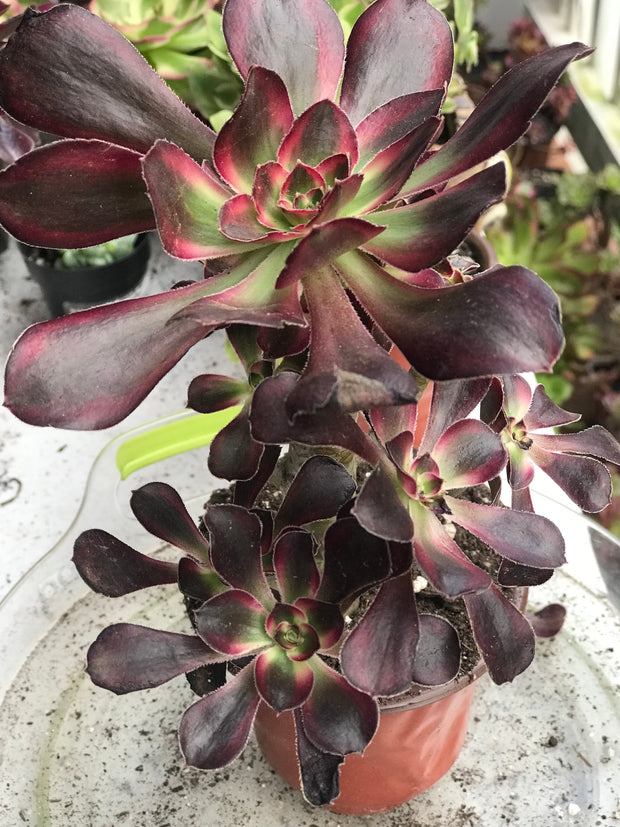 Aeonium Chanelle medium cluster tree. Photos taken 9-29-23. Rare Aeonium