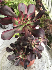 Aeonium Chanelle medium cluster tree. Photos taken 9-29-23. Rare Aeonium