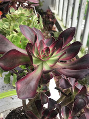 Aeonium Chanelle medium cluster tree. Photos taken 9-29-23. Rare Aeonium