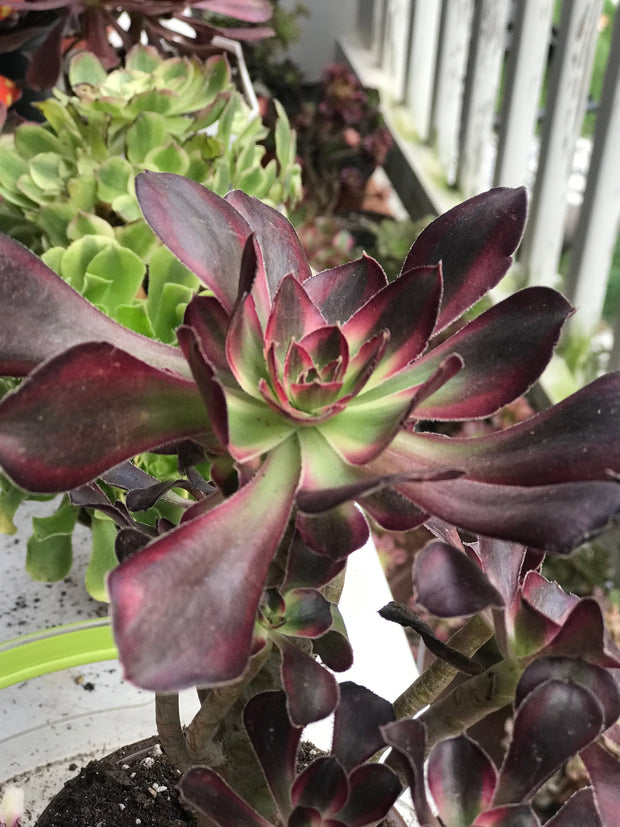 Aeonium Chanelle medium cluster tree. Photos taken 9-29-23. Rare Aeonium