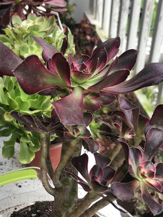 Aeonium Chanelle medium cluster tree. Photos taken 9-29-23. Rare Aeonium