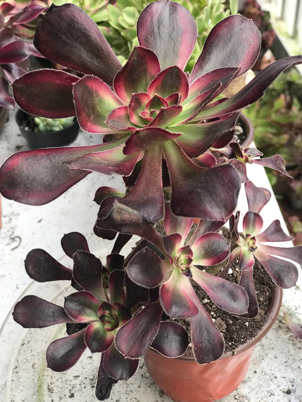 Aeonium Chanelle medium cluster tree. Photos taken 9-29-23. Rare Aeonium