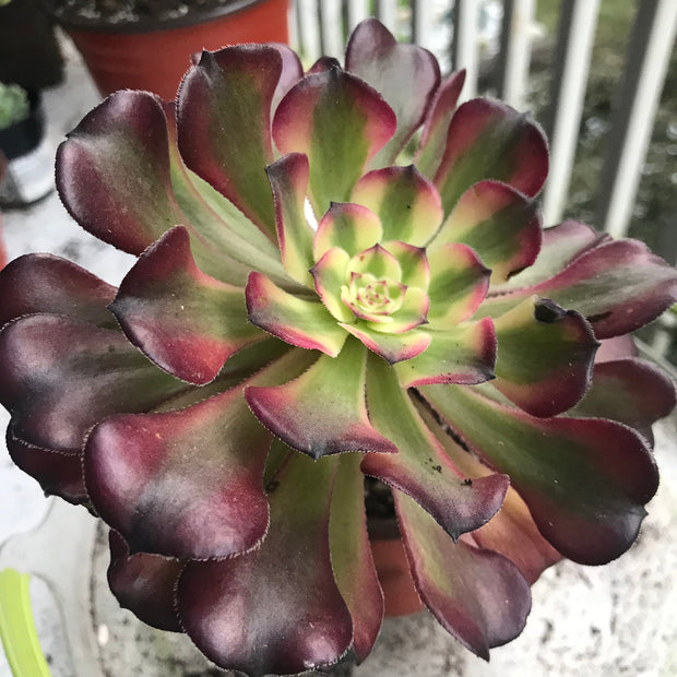 Aeonium Hongyan.  Photos taken 10-4-23. Rare Aeonium