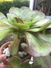Aeonium Big Bang cluster tree. Photos taken 9-21-23. Rare Aeonium