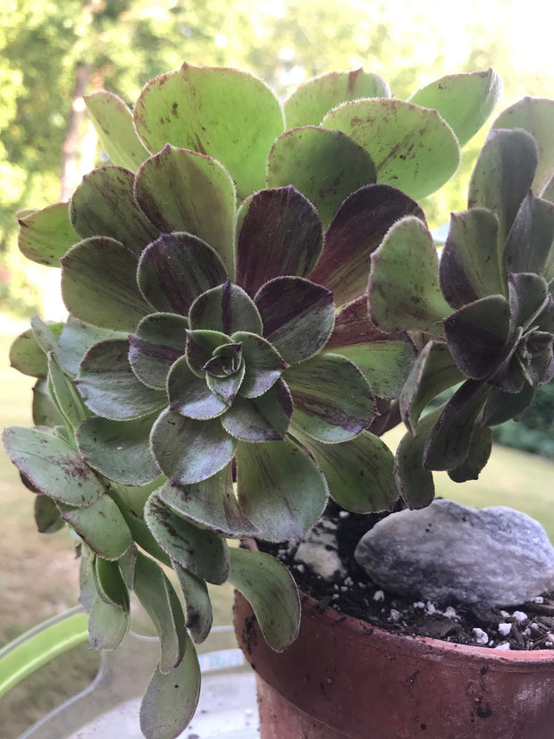 Aeonium Big Bang cluster tree. Photos taken 9-21-23. Rare Aeonium