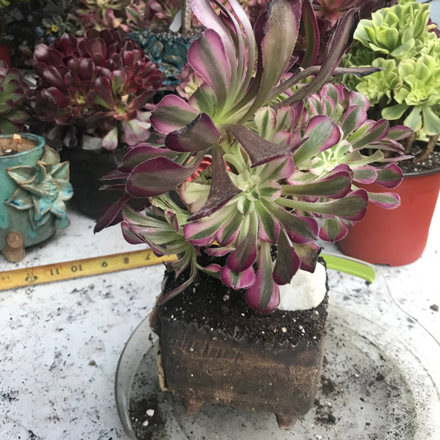 Aeonium Large White Copper Vase cluster tree. Photos taken 10-5-23. Rare Aeonium